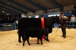 Stemningsbilleder 2 - Interbreed Hundyr.