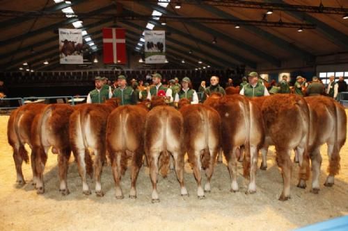 Stemningsbilleder 2 - Tre grupper af dyr: Fra venstre tre dyr fra: Bent Svenning Jessen. I midten tre dyr fra Tommy Jessing. Til højre tre dyr fra Bent Kloster.