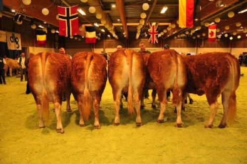 Stemningsbilleder 2 - Køer over 5 år uden kalv. Fløj Kærsgaard Casablanca, ejer Helle og Jesper Boll-Kragelund.