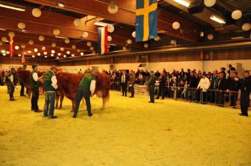 Stemningsbilleder 2 - Så er der opstilling til bedste ældre ko. – Og mange Limousineavlere er kommet for at nyde synet.