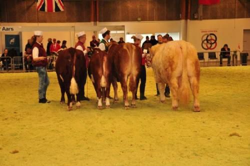 Stemningsbilleder 2 - Her var det Charolais, der løb af med sejren. Men Jimmy Jensen fik en flot 2. plads. Karoline Westphal fik en 5. plads og Simon Smidt en 6. plads.