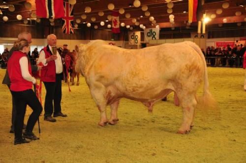 Stemningsbilleder 2 - Denne Charolais-tyr var ikke til at komme uden om. Balder Hvirring vandt bedste individafprøvede tyr og bedste handyr på tværs af racer.