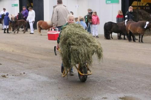 Stemningsbilleder 2 - Mille - altid i sving. Her med trillebøren fyldt, så hun knapt kan se over bunken af ensilage.