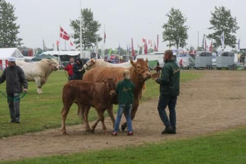 Stemningsbilleder 2 - Interbreed for hundyr. Her er det med deltagelse af Jesper Kragelunds ko Casablanca med kalv. 