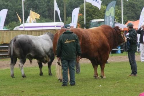 Stemningsbilleder 2 - Interbreed handyr. Her med deltagelse af Hammel Calvados, der fik en andenplads i konkurrence slået på målstregen af en Piemontesetyr.