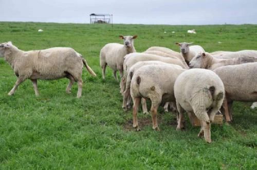 Stemningsbilleder 2 - Lidt får er der også plads til på ejendommen, hvor der herudover også produceres slagtekyllinger.
