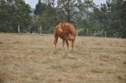 Stemningsbilleder 2 - En elegant ko på en mark i Frankrig..