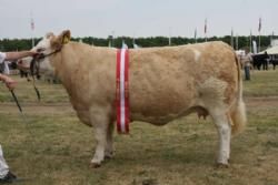 Stemningsbilleder 2 - Vinder af Interbreed Hundyr blev en flot Simmentaler-ko fra Kim Lykkegård.