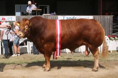 Stemningsbilleder 2 - Vinder af Interbreed Handyr Blev den flotte Limousinetyr Slågård Bernard, fra Erik Kjær Carstensen.