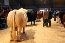 Stemningsbilleder 2 - Spændingen stiger. Nu står valget mellem Charolais, Angus eller Limousine