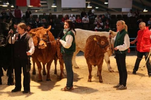 Stemningsbilleder 2 - Interbreed for Juniorer. Fire Limousine-juniorer deltog. Her er det Karoline og Camilla