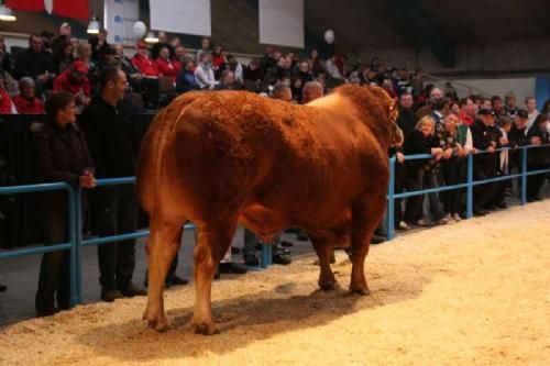 Stemningsbilleder 2 - Konkurrencen om Bedste Individprøvede Tyr blev et tæt løb, mellem Limousine og Charolais