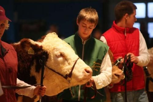 Stemningsbilleder 2 - For at gøre opgaven endnu sværer kan dommerne finde på at bede trækkerne bytte dyr. Her fik Joachim fået en Hereford