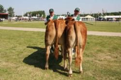 Stemningsbilleder 2 - Kvier 10-12 mdr.: Lindegården Daisy, 23 point. Ejer Lindegården Limousine