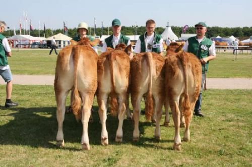 Stemningsbilleder 2 - Kvier 8-10 mdr.: Kjeldgaard Dolores, 23 point. Kvien blev senere på dagen yderligere opgraderet. Ejer Kirsten & Lise Levinsen