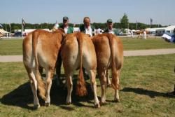 Stemningsbilleder 2 - Kvier16-18 mdr.: Sundsig Dodo, 23 point og ærespræmie. Ejer Kenn Thygesen