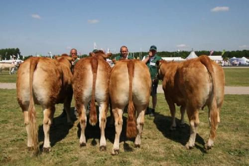 Stemningsbilleder 2 - Kvier 27-30 mdr.: Kærsgaard Casablanca, 23 point og ærespræmie. Ejer Helle & jesper Boll-Kragelund