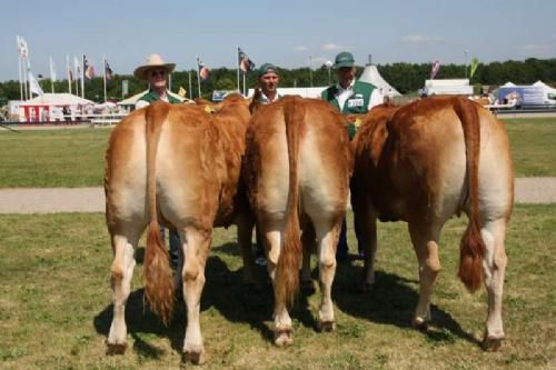 Stemningsbilleder 2 - Kvier 24-27 mdr.: Skovlund Comtesse 23 point og ærespræmie. Ejer Søren Lytzen Paulsen