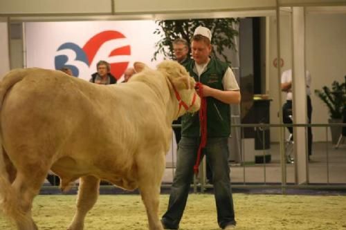 Stemningsbilleder 2 - Som eneste Limousinedeltager var Troels Andersen. Her i gang med at bevise, at han også magter at mønsre Charolais