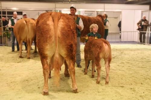 Stemningsbilleder 2 - Køer over 4 år med kalv. Kærsgaards Thilde var ene i holdet og fik tildelt 23 point