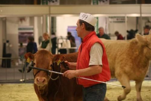 Stemningsbilleder 2 - Charolais-udstiller Stig Bjerregaard måtte tilgengæld besvis sin kunnen med Troels Limousinekvie