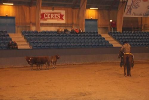 Stemningsbilleder 2 - Efter underholdningen med børnene var det tid at lukke tre Limouisnekalve ind i hallen.