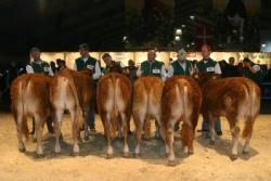 Stemningsbilleder 2 - Kvier 8-10 mdr. 23 p. til fløj Risvang Daisy. Ejer Bent Svenning Jessen.