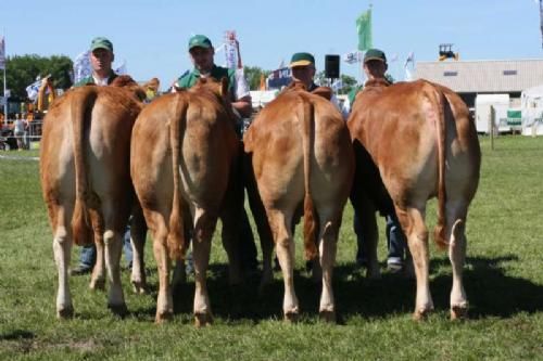 Stemningsbilleder - Hold kvier 15-18 mdr. Fløj og 23 point til Ørnebjerggaard Pollet. Kvien var udstillet af Ørnebjerggaard I/S, Jyderup en ny udstiller på Roskilde Dyrskue.