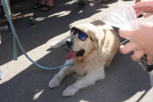 Stemningsbilleder - Og solen bagte. Ejeren af denne Golden Retriver havde valgt det praktiske look med solbriller på hunden!