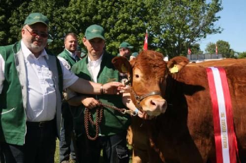 Stemningsbilleder - Bedste Polled Limousine på Roskilde Dyrskue blev Vaselund Elegance P. Her den glade ejer Niels Hansen, Nyrup sammen med trækkeren.