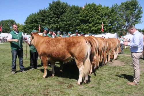 Stemningsbilleder - Stort hold kvier 24-30 mdr. Fløj, 23 point og ærespræmie til Løserupgård Emme, der desuden også blev Bedste Ældre Kvie. Ejer Jakob & Hans Kjeld Hansen, Roskilde.