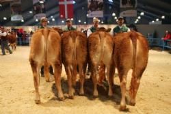 Stemningsbilleder - Kvier 10-12 måneder: Fløj Kjeldgaard Flora 23 point. Ejer Kirsten Levinsen.