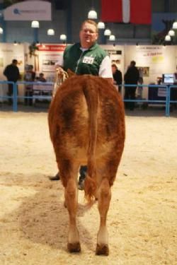 Stemningsbilleder - Kvier 7-8 måneder: Granly Fair P 22 point. Ejer Bent Schultz Kloster.