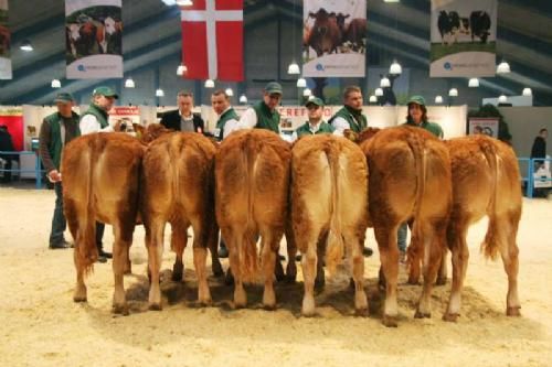 Stemningsbilleder - Kvier 8-10 måneder: Fløj Engkjær Fleur Dor 23 point og ærespræmie. Senere blev kvien tildelt æren som Bedste Yngre Kvie. Ejer Jan Winum Povlsen.