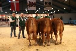 Stemningsbilleder - Tyre 10-12 måneder: Fløj Grønbjerg Folke. 23 point. Ejer Dorthe & Kjeld Jensen.