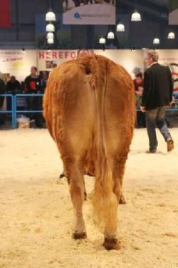 Stemningsbilleder - Køer over 4 år uden kalv: Gandrup Veronica 23 point. Ejer Johnny Henriksen.