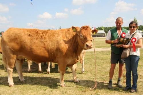 Stemningsbilleder 3 - Bedste Limousine, Hammel Thyra, fik tildelt endnu et trofæ i form af en broncetyr fra Frankrig