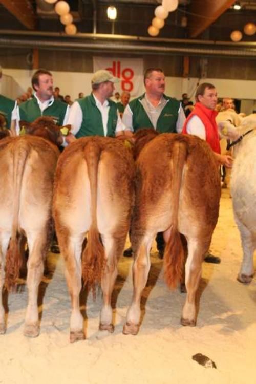 Stemningsbilleder - Konkurrencen om Bedste Par blev vundet af Charolais. Her Limousinepar fra Troels Leisman Andersen