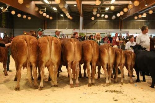 Stemningsbilleder - Besætningsgruppen fra Charlotte og René Westphal Laursen. Gruppen blev nr. 2 efter Simmental, og der var ærespræmie til både første og anden bedste gruppe