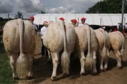 Stemningsbilleder - Tredje bedste besætningsgruppe blev Charolais-gruppen fra Brian N. Kirk