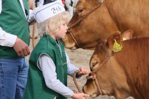 Stemningsbilleder - Mille Boll-Kragelund som altid i ringen - her med en, efter Milles mening, lidt uregerlig kalv, som hun dog snart fik sat skik på!