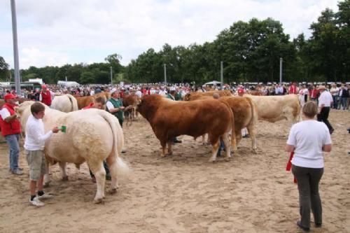 Stemningsbilleder - Skuets Bedste Handyr blev en Charolais-tyr fra Brian N. Kirk. Bedste Hundyr blev en ung Simmental-ko fra Kim Lykkegård