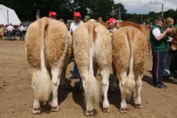 Stemningsbilleder - Anden bedste besætningsgruppe blev Simmental-gruppen fra Kim Lykkegård