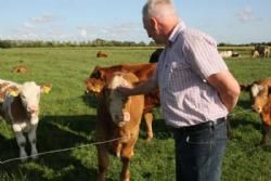 Stemningsbilleder - Alle hundyr insemineres hovedsageligt med Simmental- og Limousinesæd