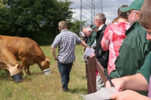 Stemningsbilleder - Efter formiddagens rundstykker og orientering var det tid til at gå i marken og se Limousinerne