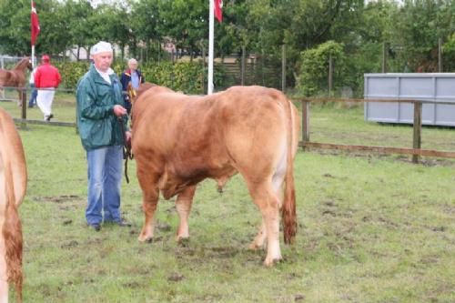 Stemningsbilleder - Tyr 18½ måneder fra Doris og Lars Østergaard. Tyren, Østergaards Cassius Clay fik 22 point