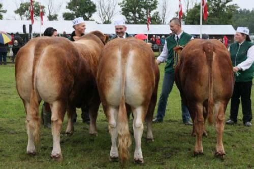 Stemningsbilleder - Tyre 20 - 24 mdr. Fløj, 24 point og ærespræmie til Cæsar Søgård fra Jens Højen-Sørensen. Senere på dagen endte tyren som Skuets Bedste Limousinetyr