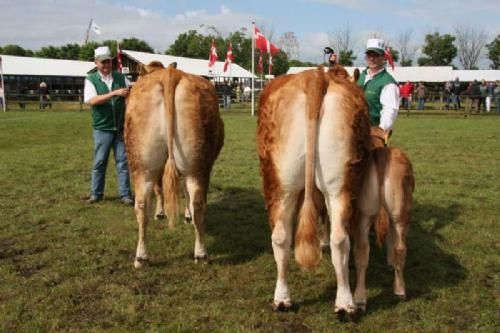 Stemningsbilleder - Køer 2½ - 4 år. Fløj Kærsgaard Alabama med 23 point og ærespræmie. Koen Snap Lady Apollonia i samme hold fik desuden også 23 point og ærespræmie. Koen kommer fra Thomas Lomholt