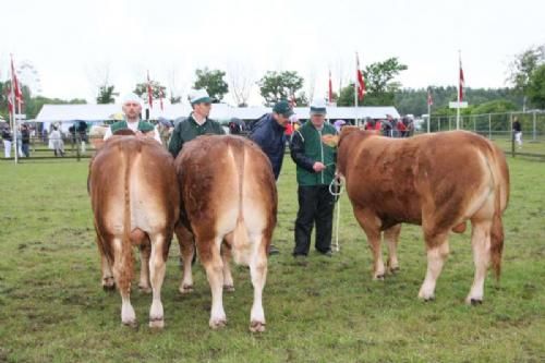 Stemningsbilleder - Tyre 11 - 15 mdr. Fløj, 23 point og ærespræmie til tyren Dario fra Charlotte og René Laursen