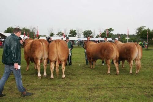 Stemningsbilleder - Tyre 2½ - 3½ år. Fløj og 23 point til Kærsgaard Balsamorin fra Familien Kusk Langballe